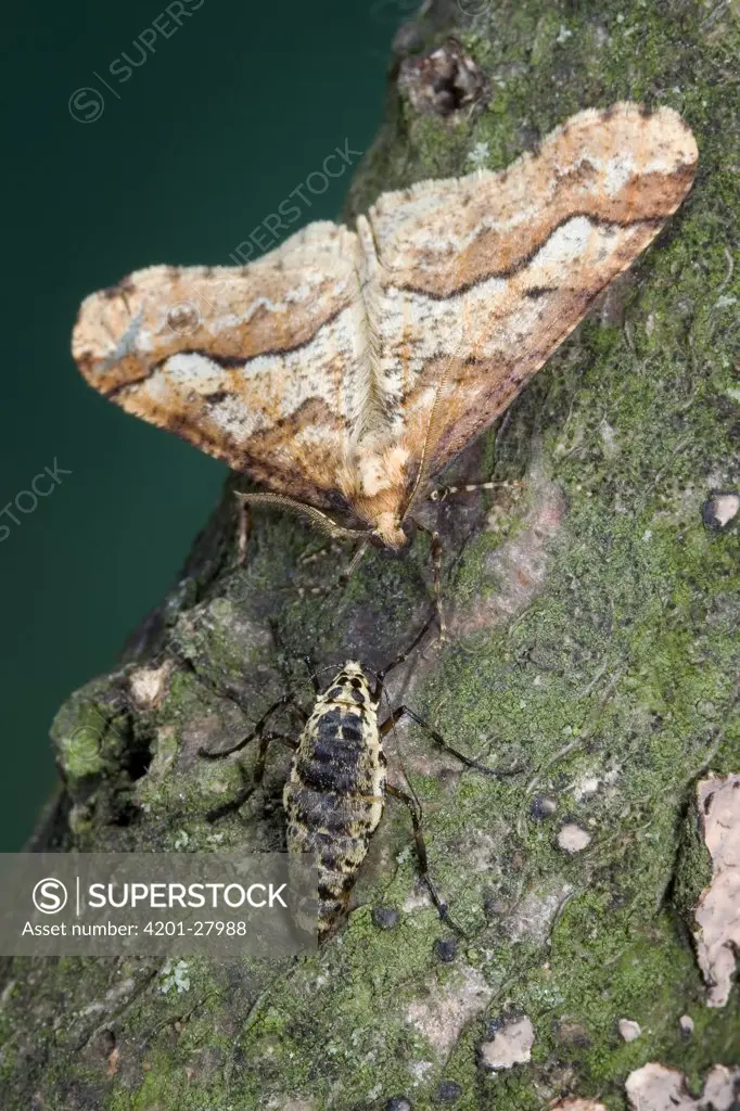 Mottled Umber (Erannis defoliaria) moth male next to female without wings, Malden, Gelderland, Netherlands