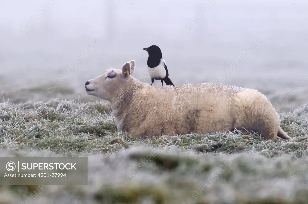 Black-billed Magpie (Pica pica) on a Domestic Sheep (Ovis aries), Schagen, Netherlands