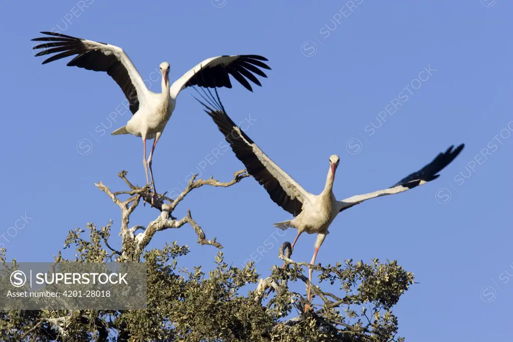 White Stork (Ciconia ciconia) pair, Donana National Park, Huelva, Spain