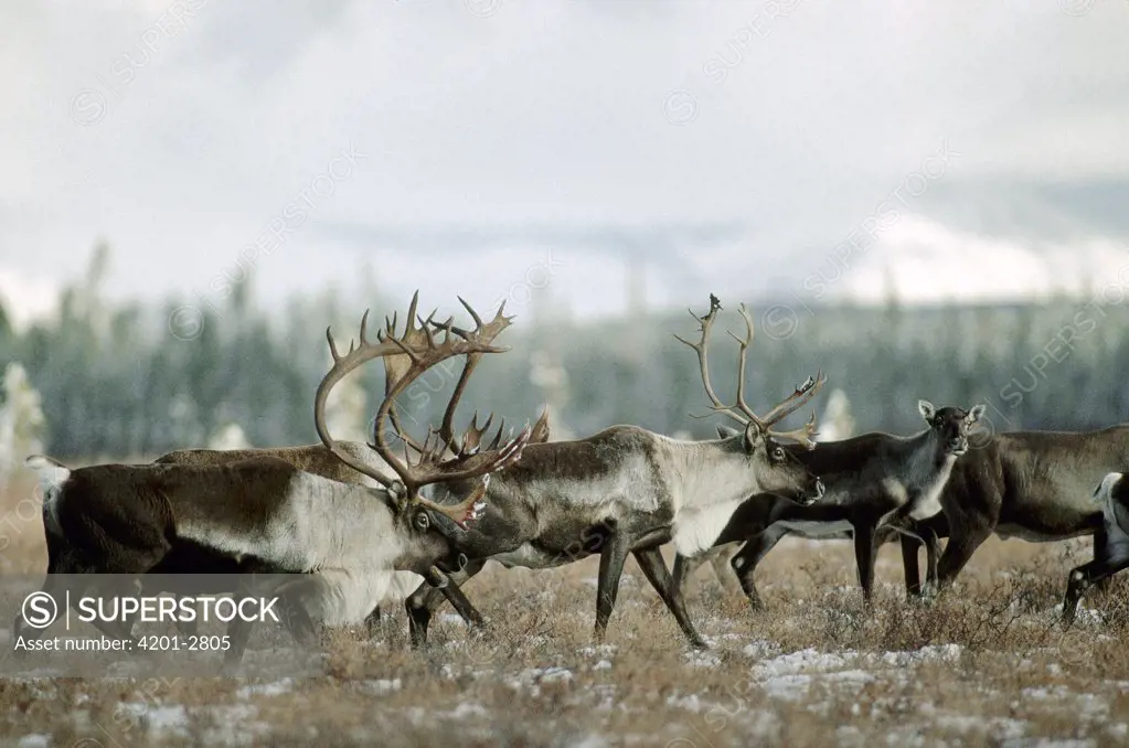 Caribou (Rangifer tarandus) herd migrating in the fall, Alaska