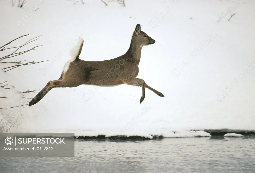 White-tailed Deer (Odocoileus virginianus) running along snow-covered river bank, Idaho