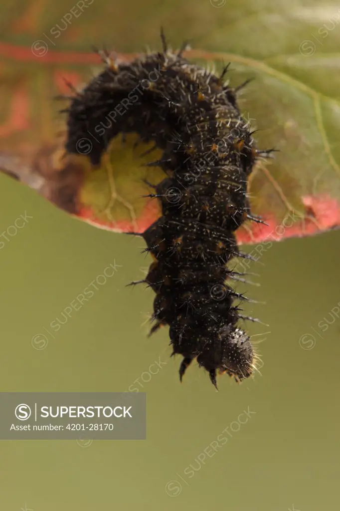 Red Admiral (Vanessa atalanta) caterpillar, Hoogeloon, Netherlands