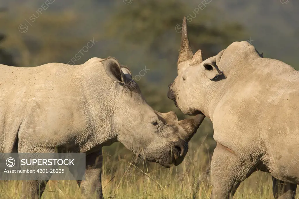 White Rhinoceros (Ceratotherium simum) juveniles sparring, Lake Nakuru National Park, Kenya