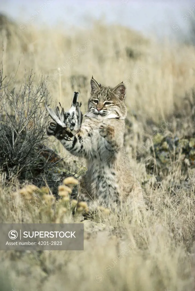 Bobcat (Lynx rufus) juvenile playing with captured Horned Lark (Eremophila alpestris) spring, Idaho