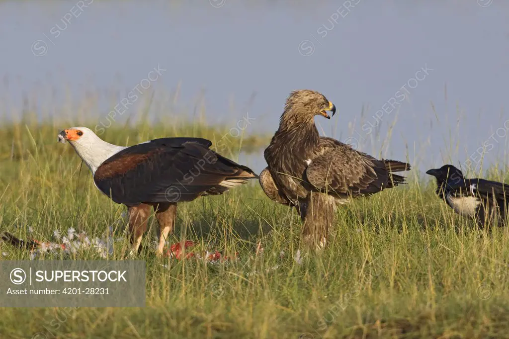 African Fish Eagle (Haliaeetus vocifer) feeding while Tawny Eagle (Aquila rapax) and crow stand by, Lake Nakuru National Park, Kenya