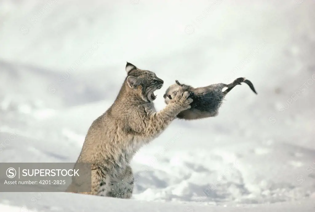 Bobcat (Lynx rufus) capturing Muskrat (Ondatra zibethicus) in the winter, Idaho