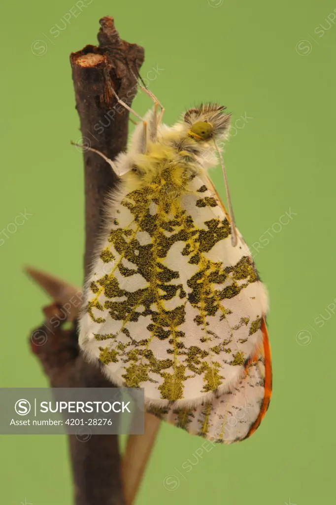 Orange Tip (Anthocharis cardamines) butterfly metamorphosis, male, Hoogeloon, Netherlands. Sequence 14 of 14