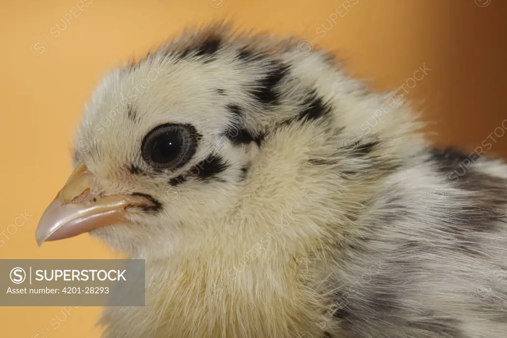Domestic Chicken (Gallus domesticus) chick, Hoogeloon, Netherlands