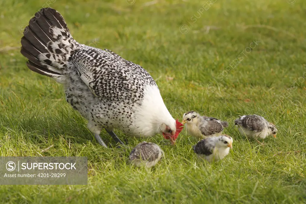 Domestic Chicken (Gallus domesticus) hen with chicks foraging, Hoogeloon, Netherlands
