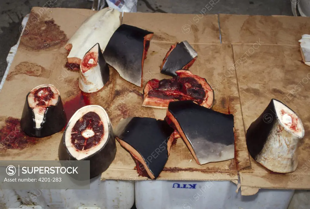 Harbor Porpoise (Phocoena phocoena) meat for sale at modern Inuit market, Nuuk, Greenland