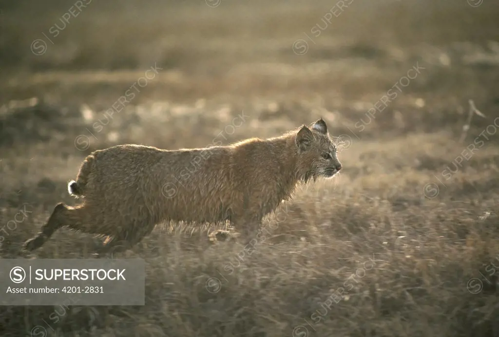 Bobcat (Lynx rufus) adult walking through field in the spring, Idaho