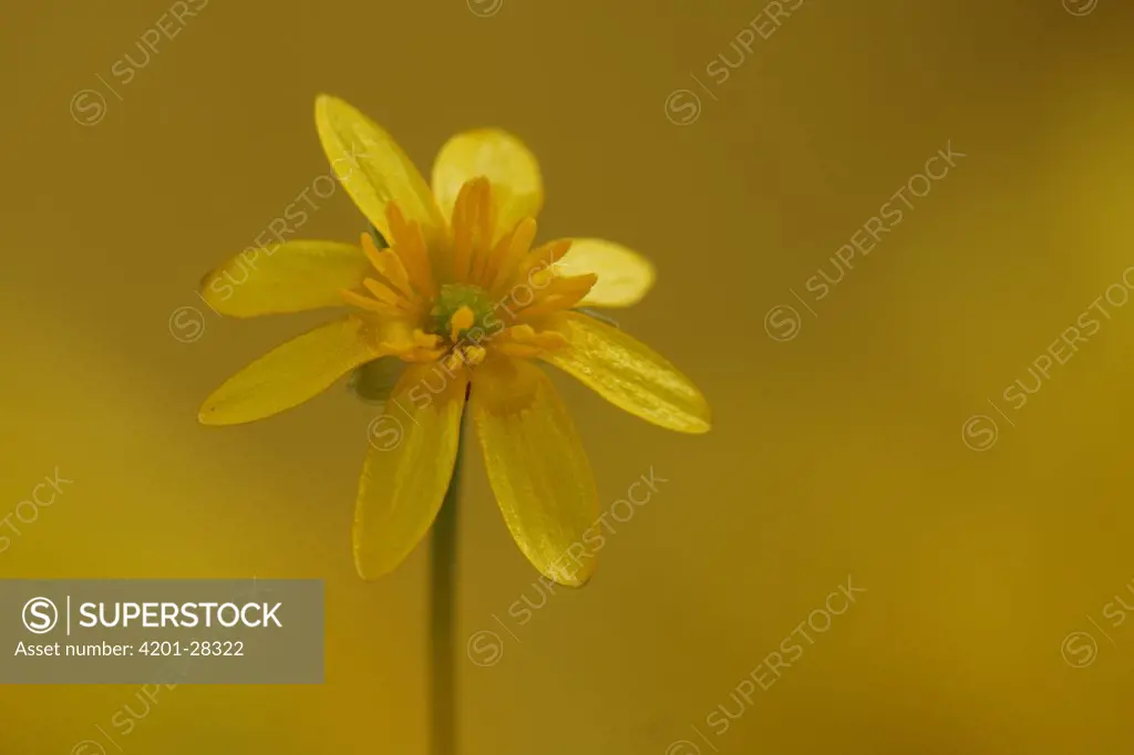 Lesser Celandine (Ranunculus ficaria) flower, Hoogeloon, Netherlands