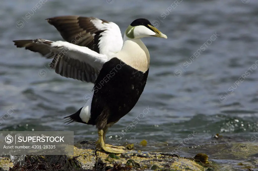 Common Eider (Somateria mollissima) male flapping wings, Northumberland, England