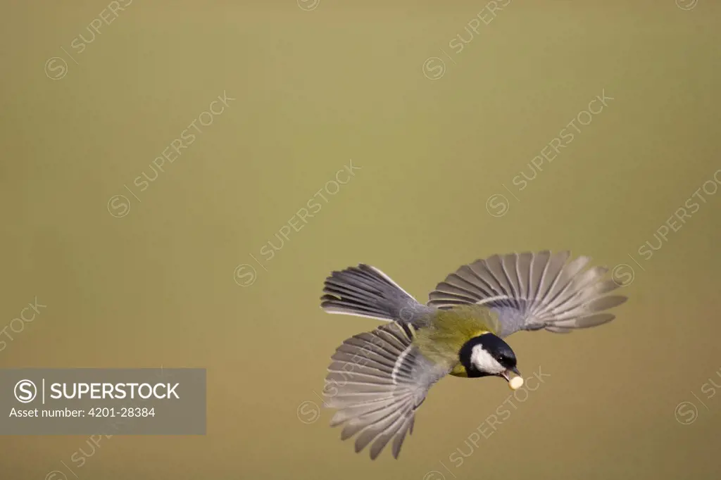 Great Tit (Parus major) flying with peanut, Lower Saxony, Germany