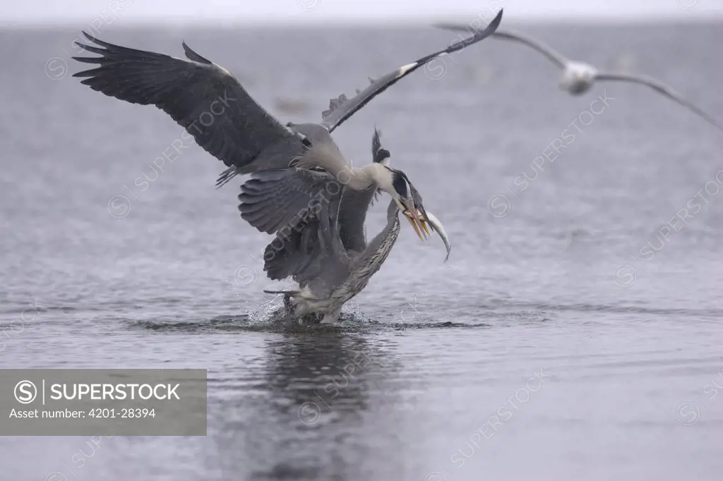 Grey Heron (Ardea cinerea) pair fighting over fish