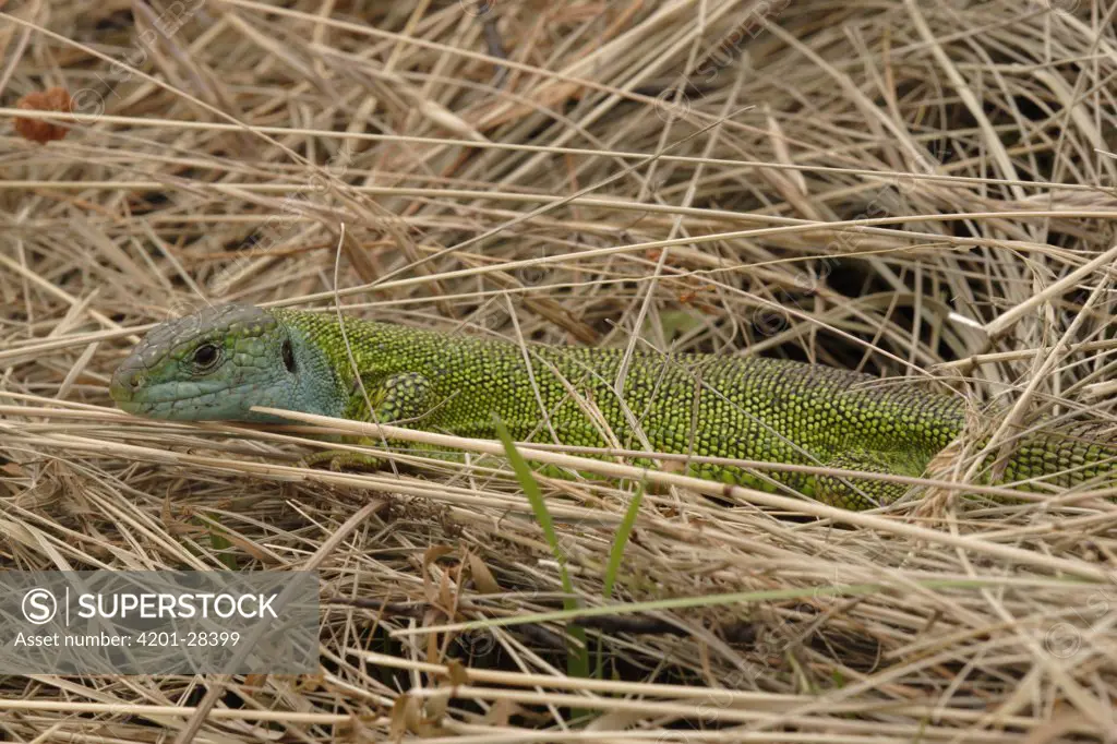 Western Green Lizard (Lacerta bilineata) in grass