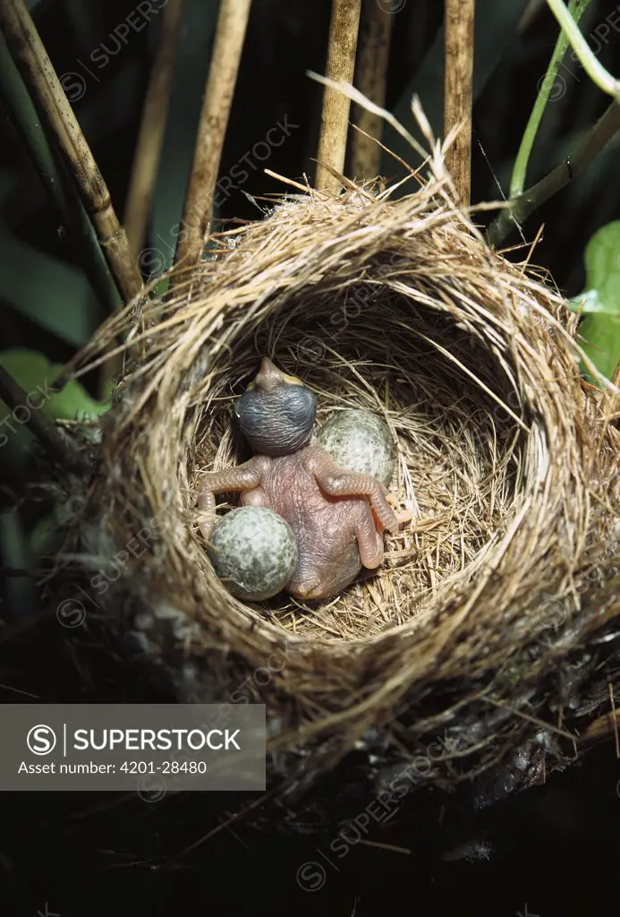 Common Cuckoo (Cuculus canorus) chick pushing eggs of host bird from nest, Europe