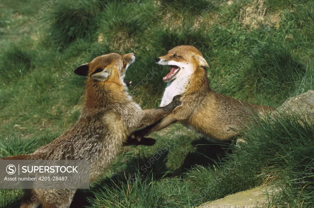 Red Fox (Vulpes vulpes) pair play-fighting, Europe