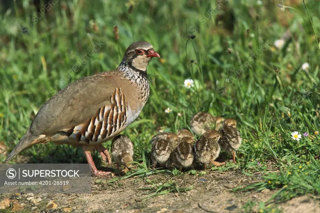 Red-legged Partridge (Alectoris rufa) parent with young chicks, Norfolk, England