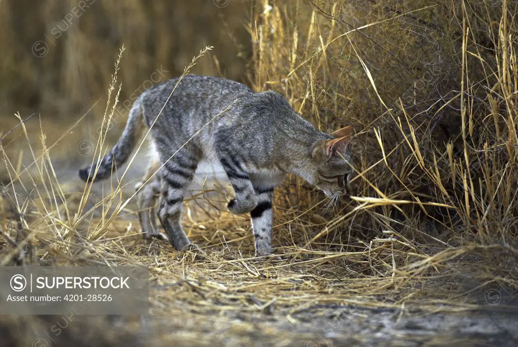 African Wild Cat (Felis lybica) stalking prey in the Kalahari Desert, Gemsbok National Park, Botswana