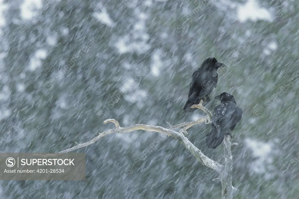 Common Raven (Corvus corax) pair in snow storm, Finland