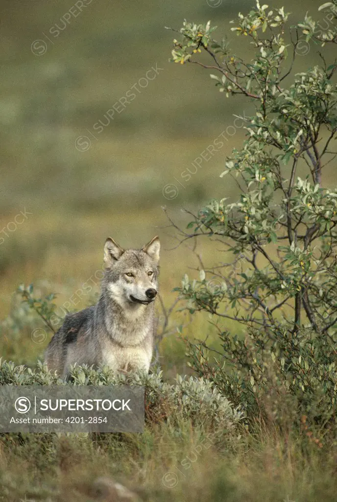 Timber Wolf (Canis lupus) portrait in the summer, Denali National Park and Preserve, Alaska