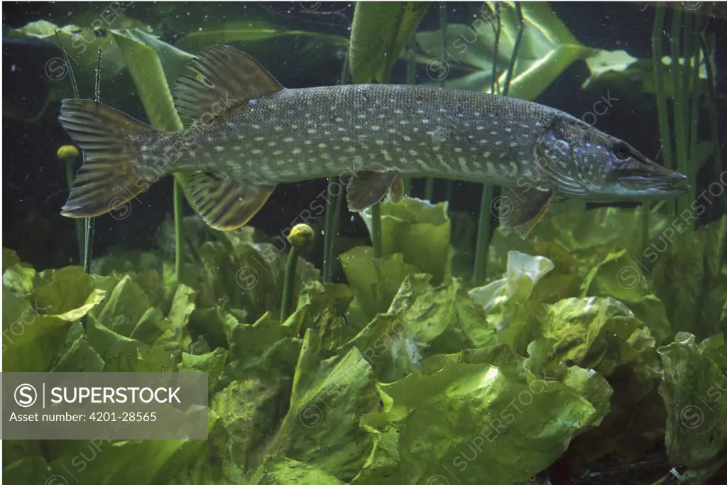 Northern Pike (Esox lucius) swimming, Europe