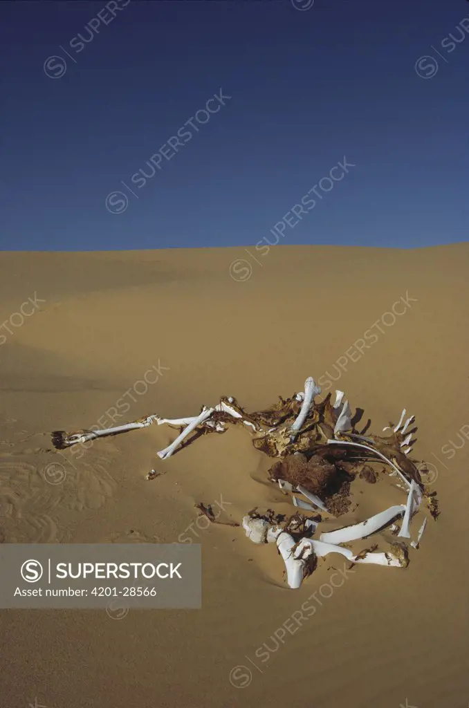 Dromedary (Camelus dromedarius) skeleton in sand, Great Sand Sea, Egypt