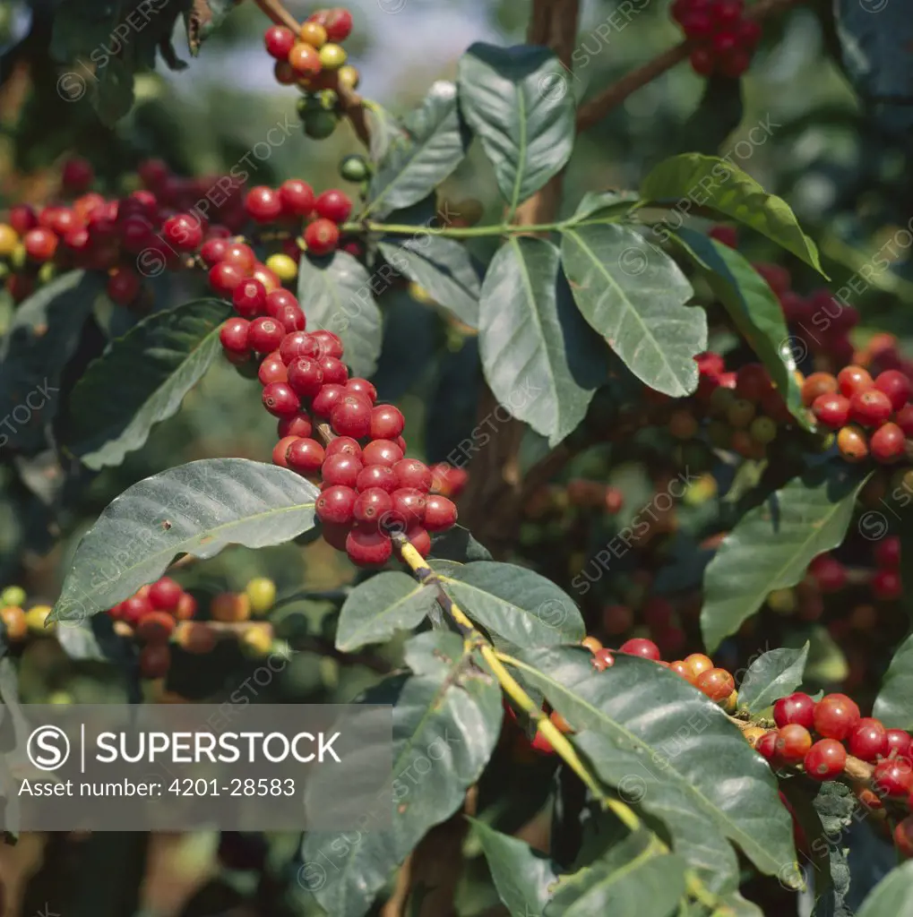 Coffee Berry (Coffea arabica) ripe and ready for harvest, Kenya