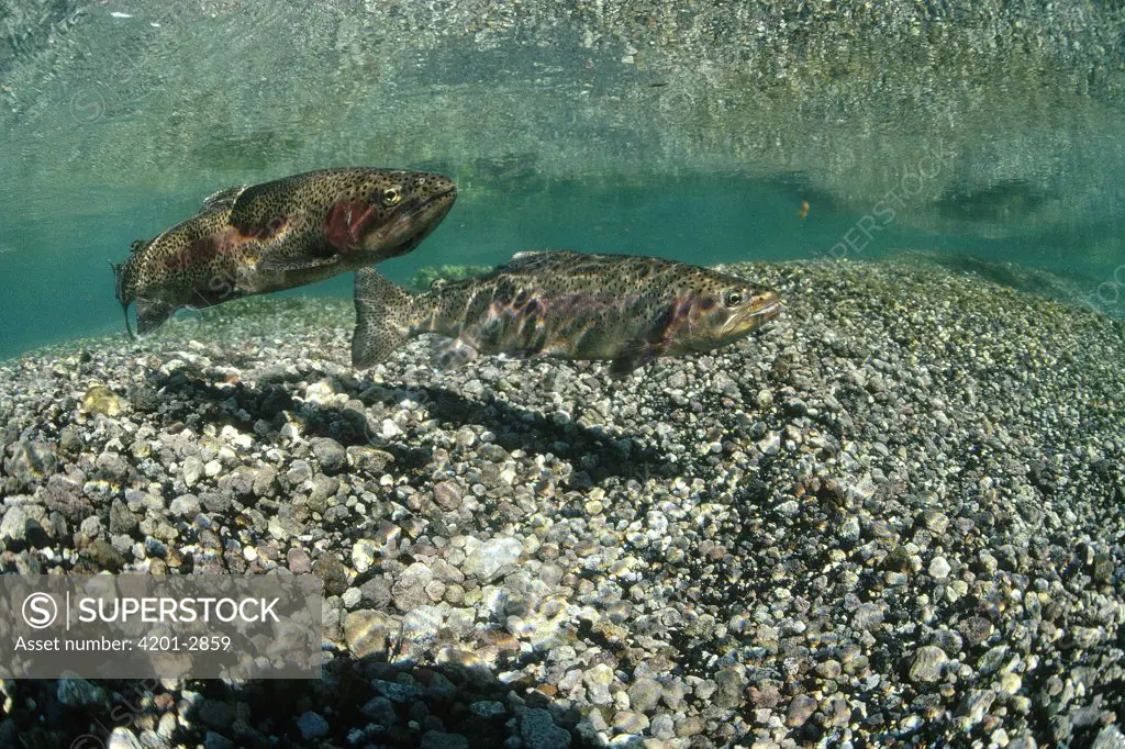 Rainbow Trout (Oncorhynchus mykiss) pair underwater during spring spawning, Idaho