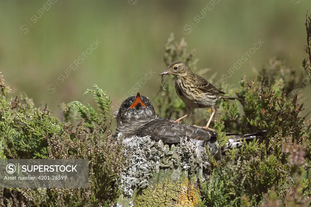 Meadow Pipit (Anthus pratensis) feeding young Common Cuckoo (Cuculus canorus) in nest, Europe