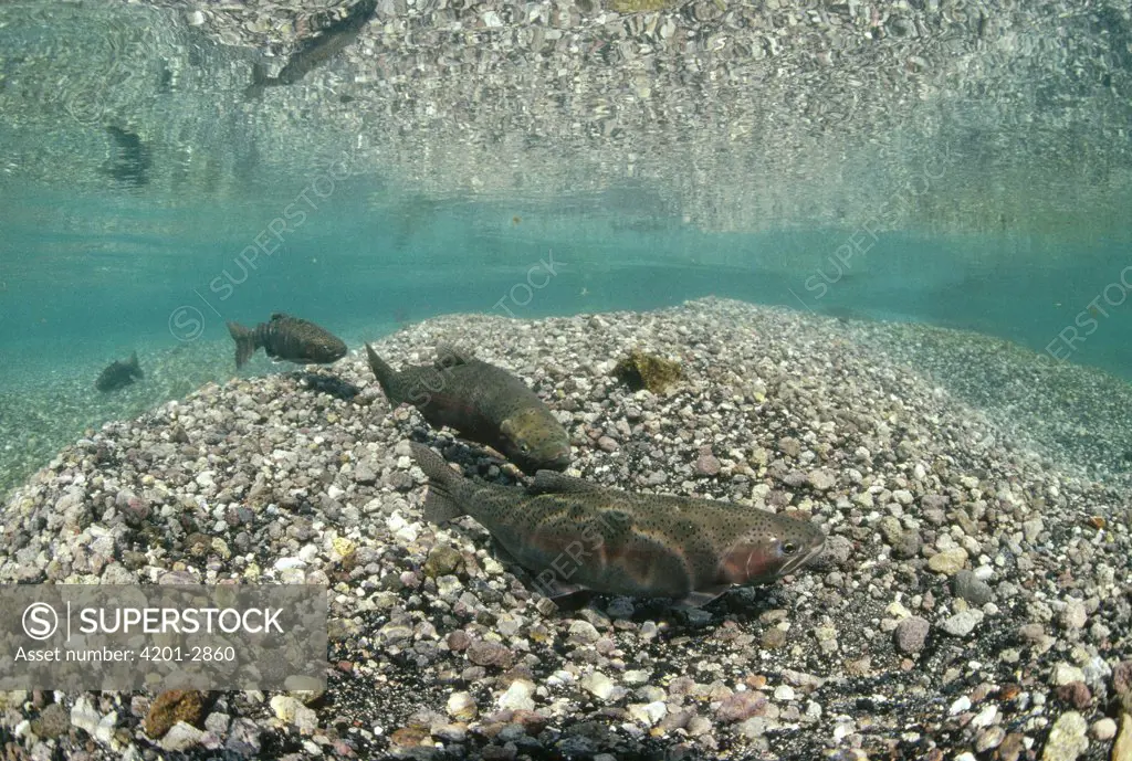 Rainbow Trout (Oncorhynchus mykiss) group underwater in the summer, Henry's Fork of the Snake River, Idaho