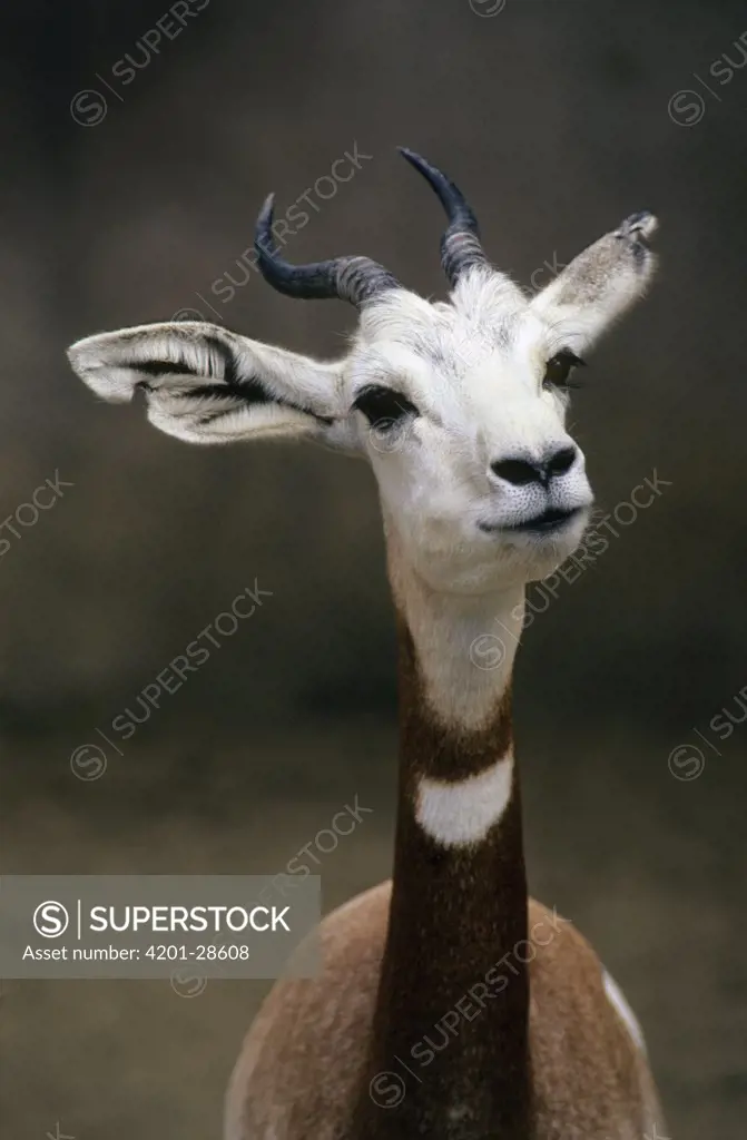 Addra Gazelle (Gazella dama) juvenile male, native to the Sahara Desert, Africa