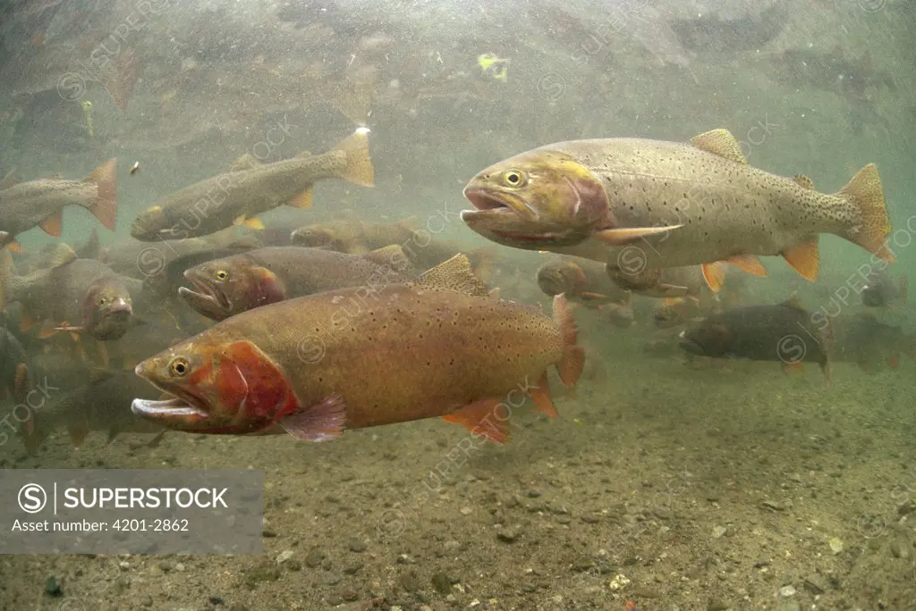 Cutthroat Trout (Oncorhynchus clarki) underwater group in the spring, Idaho