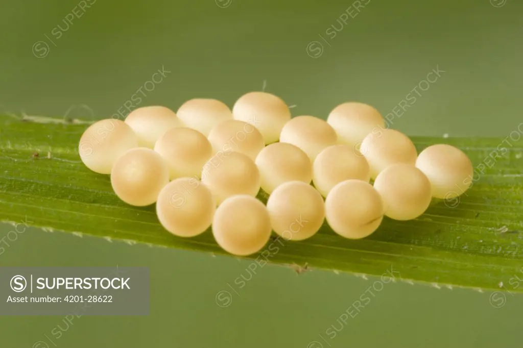 Eggs of an unidentified insect, Guinea, West Africa