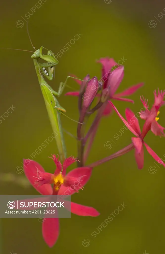 Hooded Praying Mantis (Choeradodis rhomboidea) on an Orchid, Madagascar