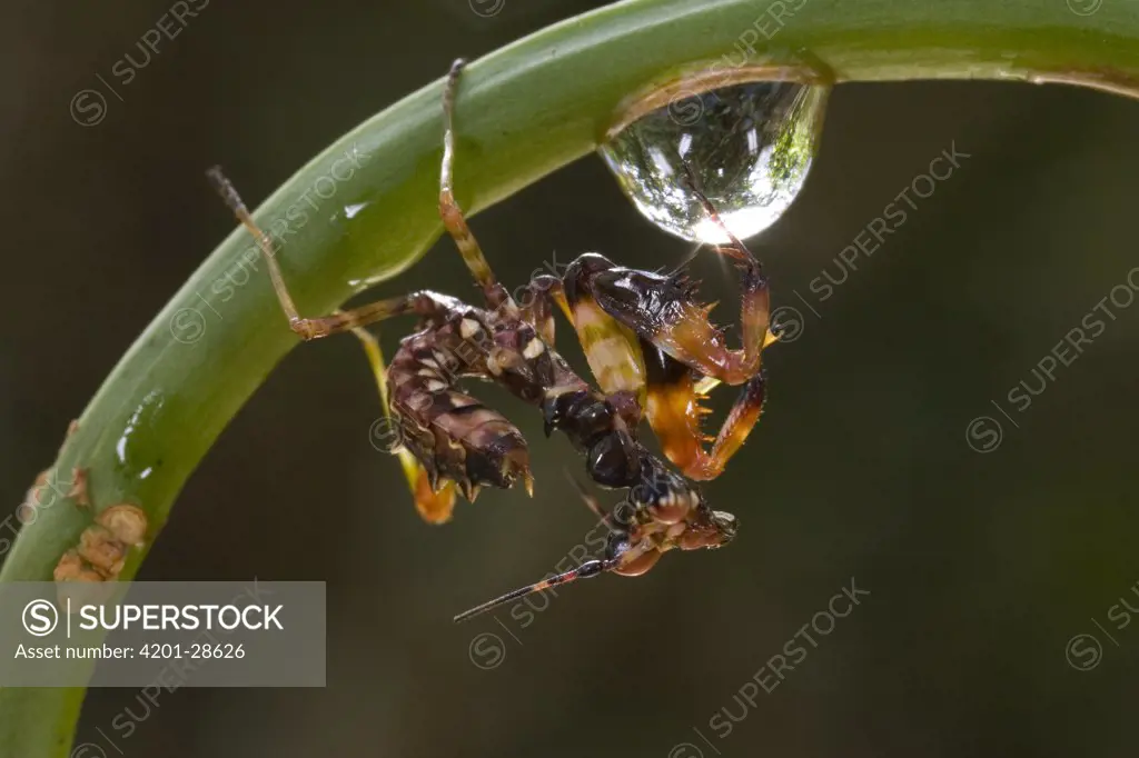 Praying Mantis (Mantis sp) nymph with a water droplet, Guinea, West Africa