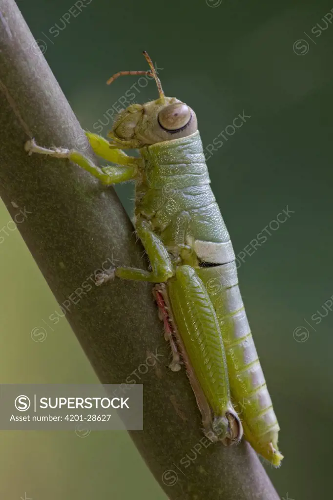 An unidentified Grasshopper, Costa Rica