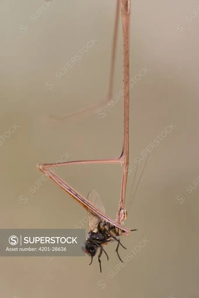 Unidentified grass-mimicking Praying Mantis, eating a Fly, Guinea, West Africa