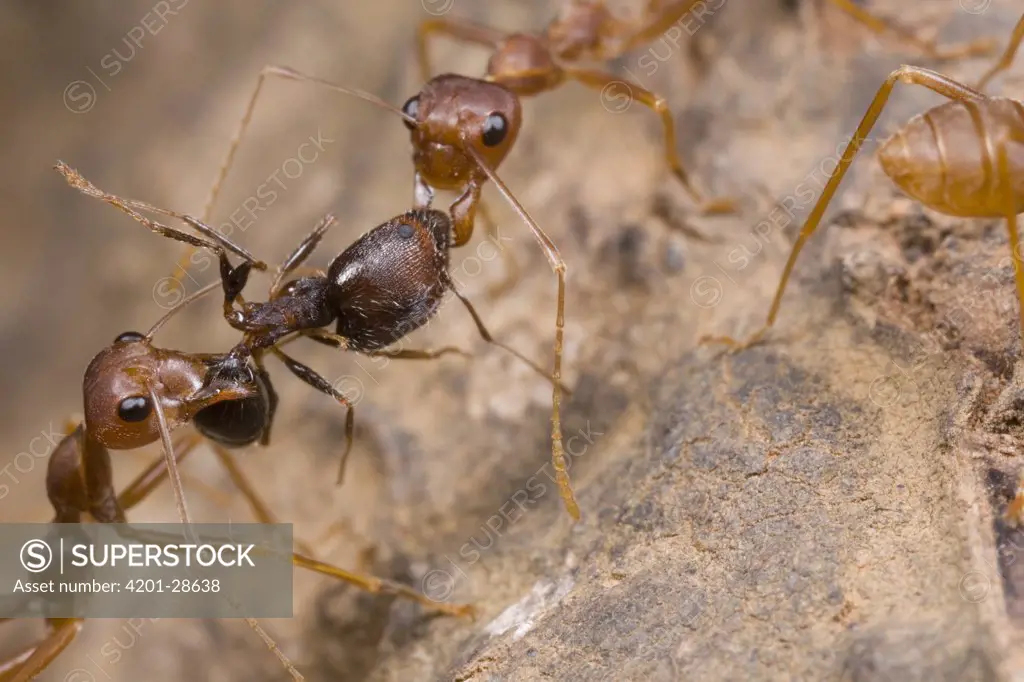 Weaver Ant (Oecophylla longinoda) two workers killing a worker Harvester Ant (Pheidole sp), Guinea