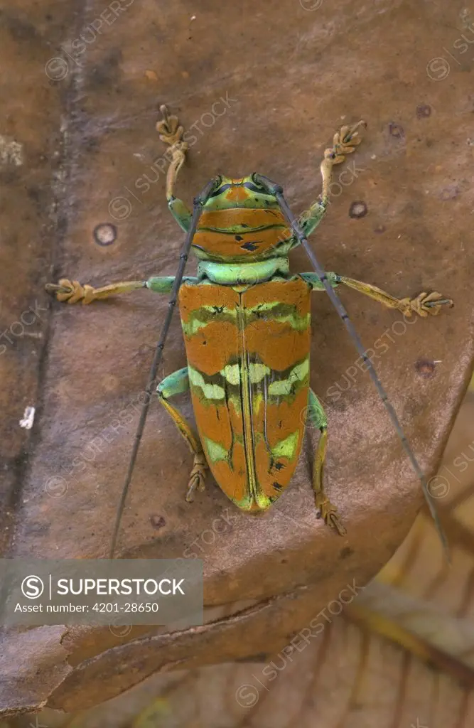 Longhorn Beetle (Cerambycidae) a diurnal species with bright coloration, Guinea, West Africa