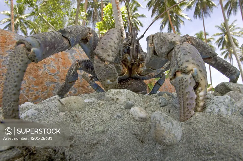 Coconut Crab (Birgus latro) the largest terrestrial invertebrate capable of stripping the husk off and opening coconuts, they have also been seen cracking the extremely hard shells of macadamia nuts, Solomon Islands