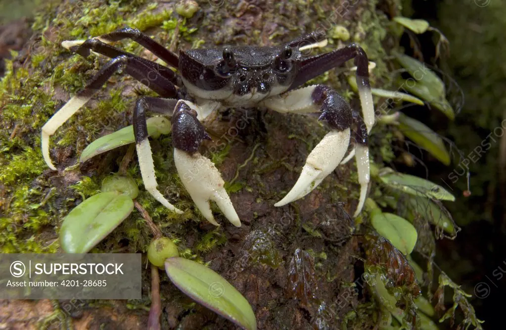 Arboreal Crab (Malagasya antongilensis) guards a tree hole in a remote forest of northern Madagascar