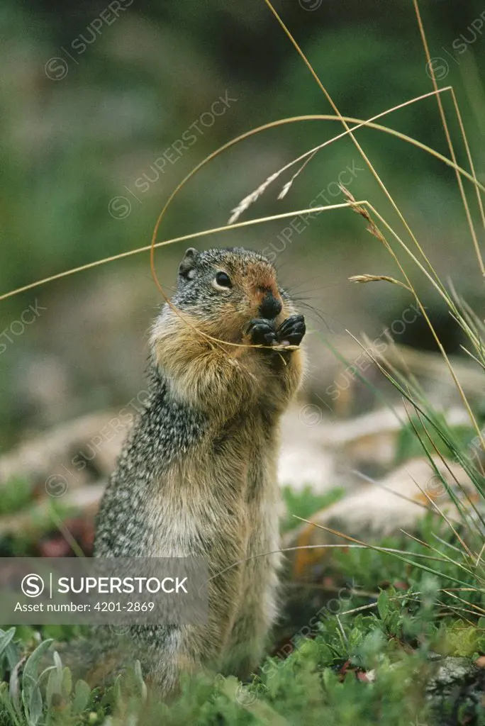 Columbian Ground Squirrel (Spermophilus columbianus) feeding on dry seed heads in the fall, Glacier National Park, Montana