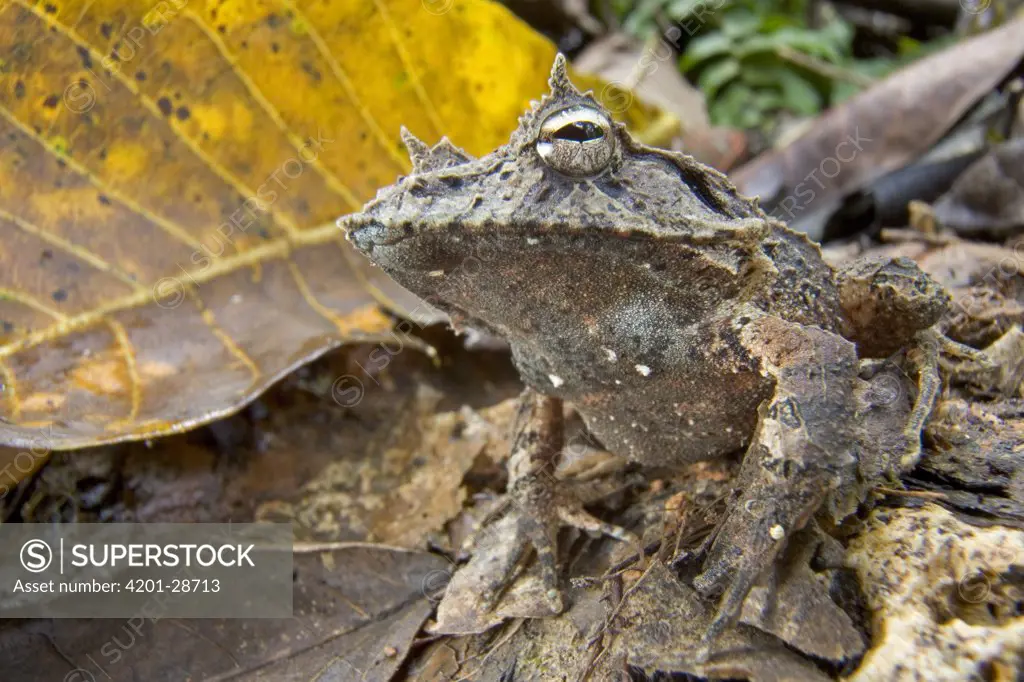 Solomon Island Leaf Frog (Ceratobatrachus guentheri) unlike most aquatic breeding frogs, females lay their eggs in shallow underground nests from which tiny but fully developed froglets hatch without a tadpole stage, Solomon Islands