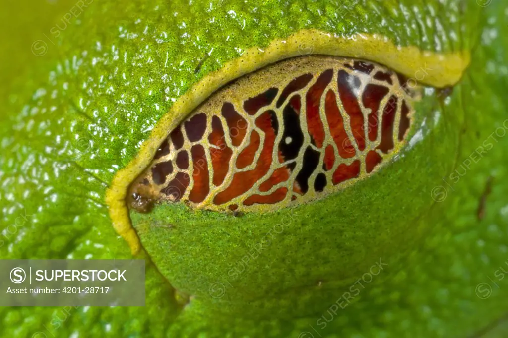 Red-eyed Tree Frog (Agalychnis callidryas) semi-transparent eyelid that allows it to see its surroundings even while resting, Costa Rica