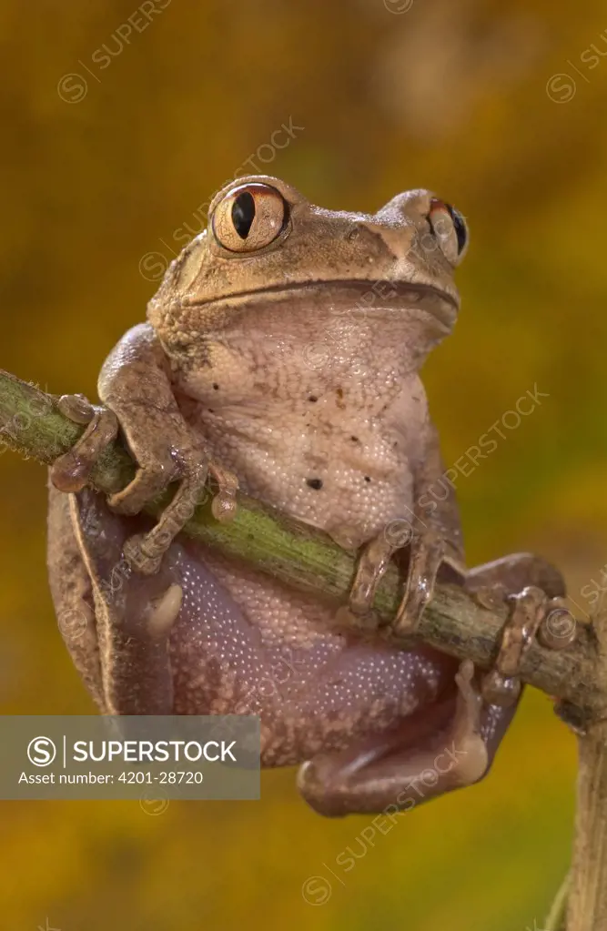 African Tree Frog (Leptopelis hyloides) common in West African forests, their adaptations to the arboreal lifestyle such as enlarged toe pads and grasping fingers are examples of evolutionary convergence, Africa