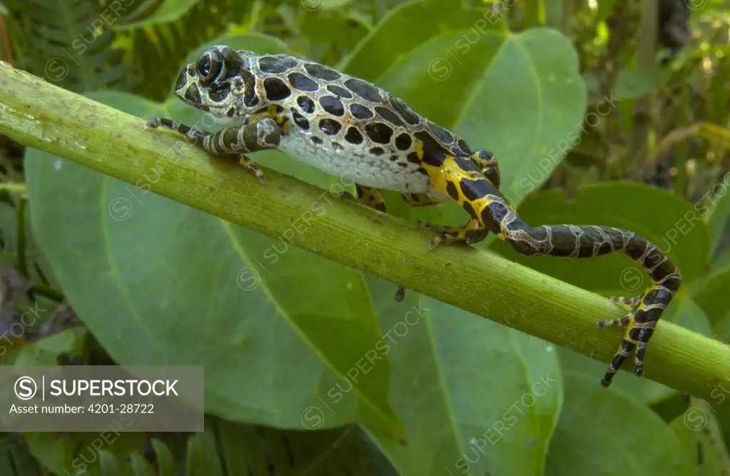 Cochran's Running Frog (Kassina cochranae) rarely jumps, it instead prefers to run swiftly on its beautifully spotted legs, Guinea, West Africa