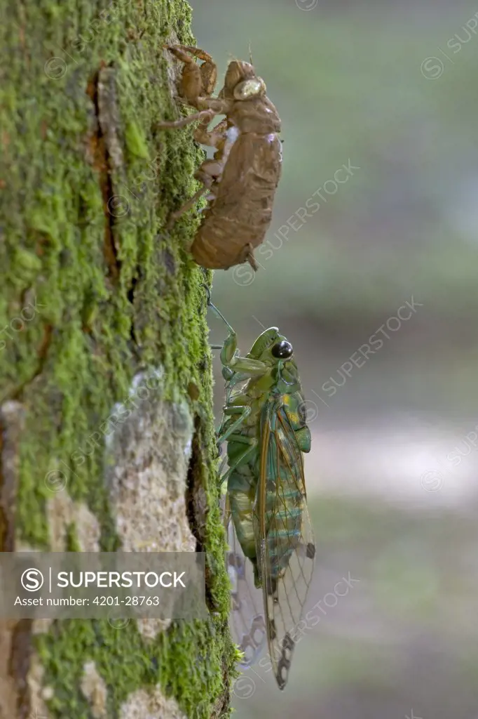 Emerald Cicada (Zamara smaragdina) male completing its final molt, Costa Rica