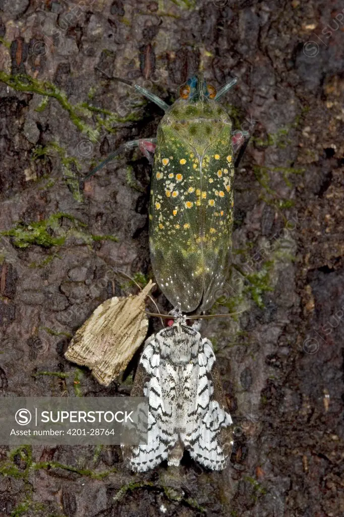 Leaf Roller (Tortricidae) moth and an unknown species of Noctuid, compete for honeydew produced by a Lantern Bug (Enchophora sanguinea), Costa Rica